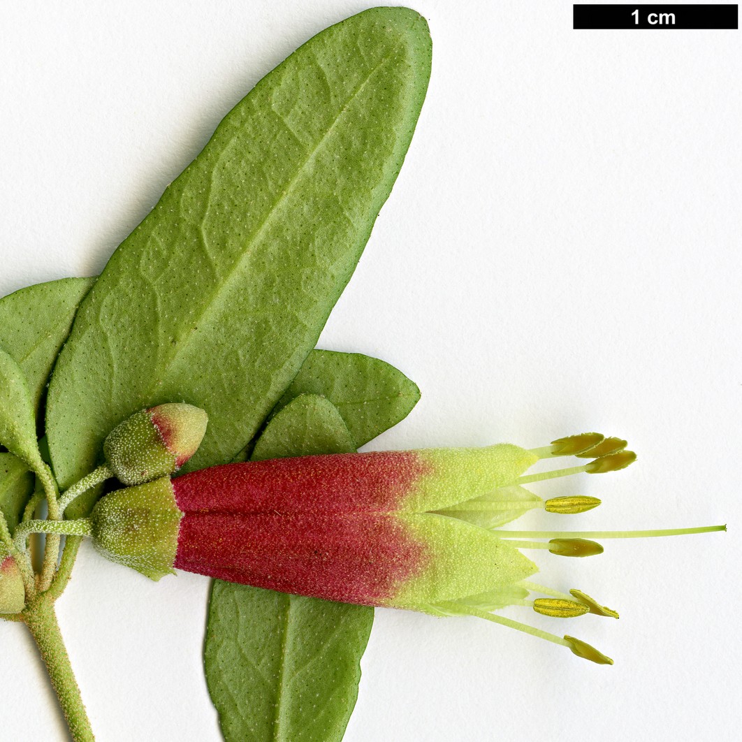 High resolution image: Family: Rutaceae - Genus: Correa - Taxon: glabra - SpeciesSub: var. turnbullii